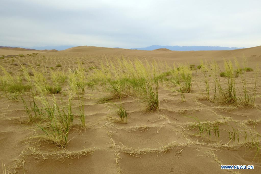 Ecological environment improved in Linze, Gansu