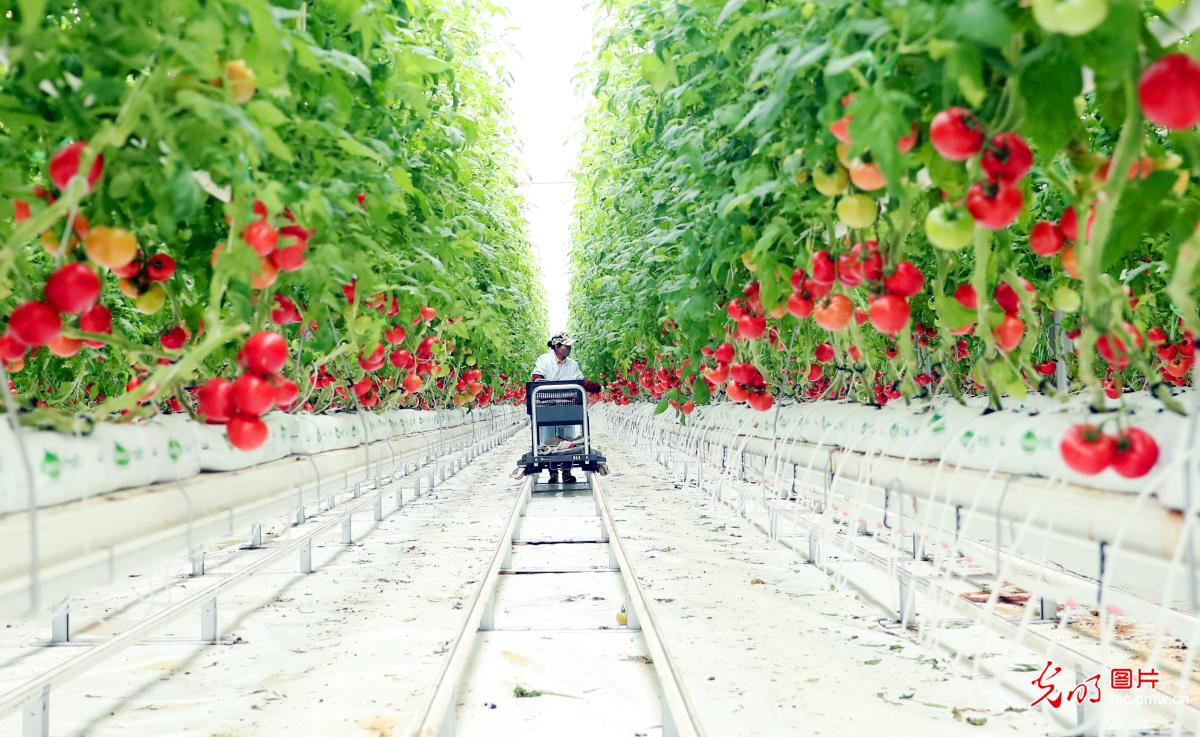 Intelligent tomato greenhouse in NW China's Xinjiang