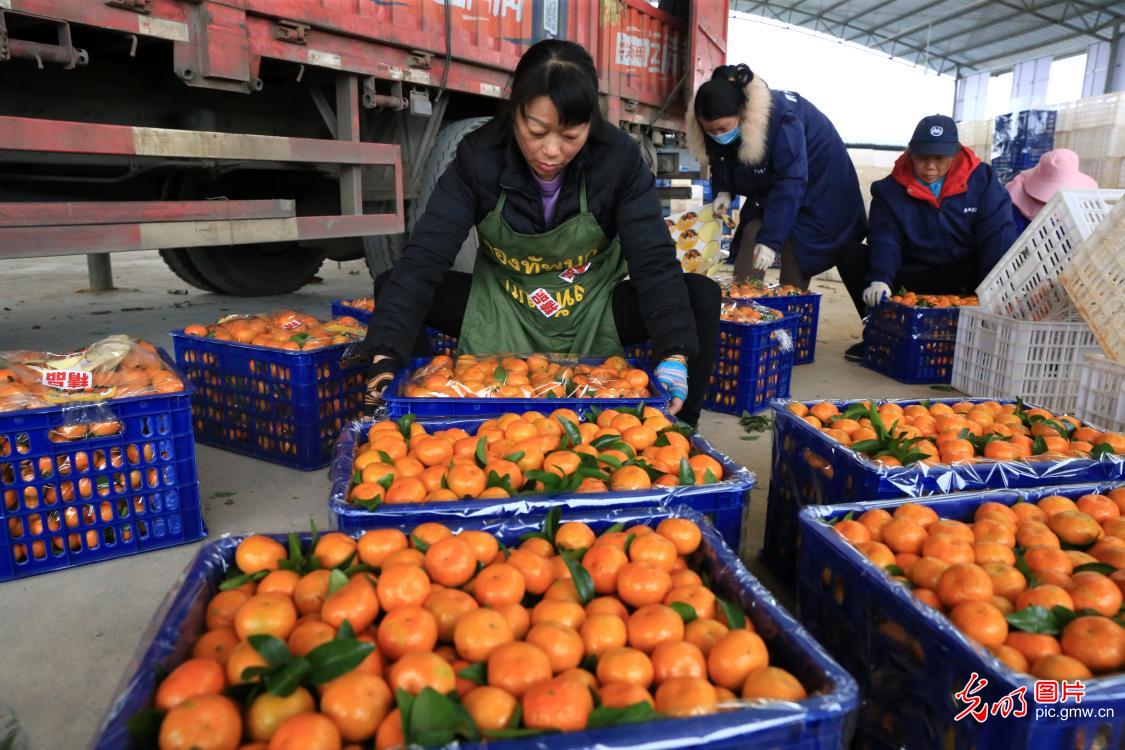 Fruit industries developed in E China's Jiangxi to consolidate comprehensive ecological management Fruit industries developed in E China's Jiangxi to consolidate comprehensive ecological management