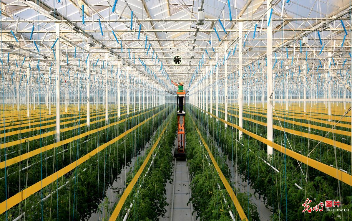 安徽安庆：智慧农业助力乡村振兴