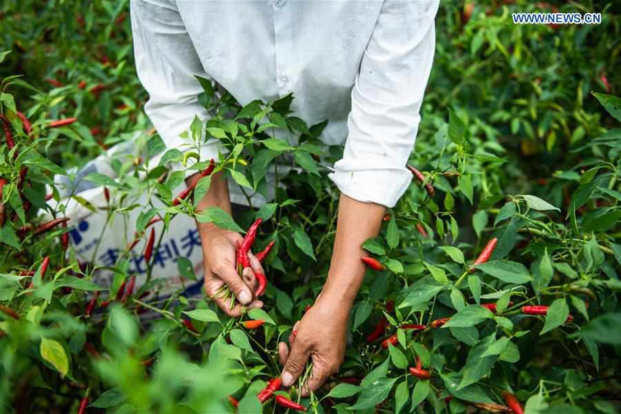 CHINA-GUIZHOU-ZUNYI-CHILI-HARVEST (CN)