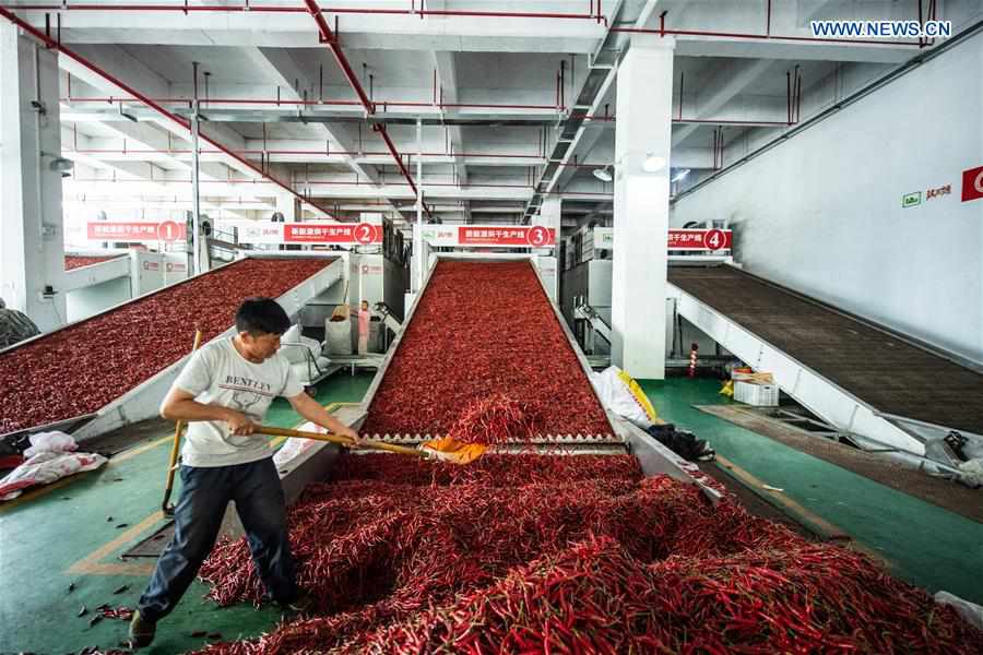 CHINA-GUIZHOU-ZUNYI-CHILI-HARVEST (CN)