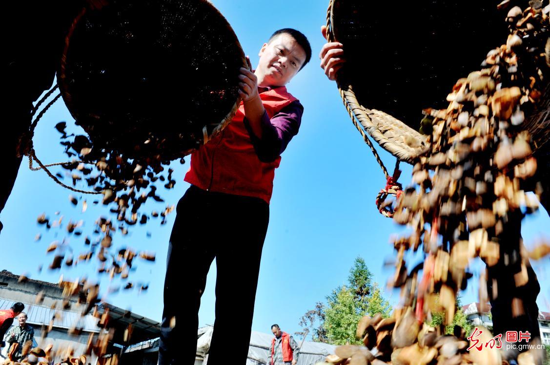 Famillies lack of labors drying seeds of camellia oleifera with local government's help